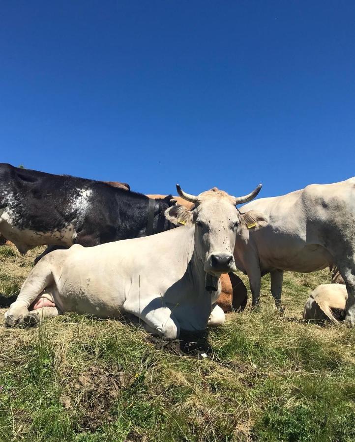 Ferienwohnung Morgentau Am Rande Der Wildnis Sibratsgfäll Exteriör bild